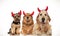 3 cute seated dogs wearing devil horns for halloween