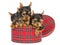 3 cute Yorkie pups sitting inside tartan gift box