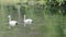 3 cygnets of mute swans on lake in public park