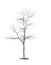 3 d rendering of dead tree isolated on white background.