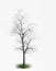 3 d rendering of dead tree isolated on white background