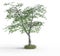 3 d rendering of maple tree