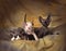 3 devon rex kittens