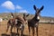 3 donkeys on greek island mykonos