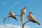 3 doves on separate branches
