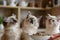 3 fluffy ragdoll kittens looking up and waiting for food. AI generated illustration