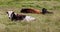 3 free range cattle sitting in a tall grassy field