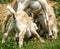 3 Goat Kids compete for Milk from Mother