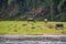 3 grazing buffaloes on green meadow along Li River in Guilin, China