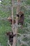 3 Grizzly cubs in Tree #2