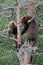3 Grizzly cubs in Tree #4