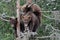 3 Grizzly cubs in Tree #6