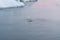 3 Humpback Whale dive near Ilulissat among icebergs during pink midnight sun. Sunrise and Sunset. Their source is by the