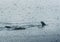 3 Humpback Whale dive near Ilulissat among icebergs. Their source is by the Jakobshavn glacier. The source of icebergs