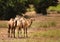 3 juvenile camels