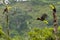 3 keel-billed toucans on tree stumps