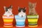 3 La Perm kittens in colorful pots