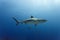 3 large Reef sharks Carcharhinus amblyrhynchos swimming above coral reef