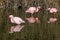 3 Lesser flamingos wading in the water