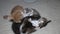 3 little kittens fighting. Little cats fighting. Black, white reddish gray
