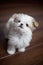 3 months old shih tzu maltese puppy