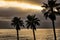 3 Palm trees Washingtonia robusta and a July sunset on the famous Laguna beach in California