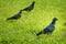 3 Pigeon on grass field