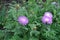 3 pink flowers of Centaurea dealbata in May