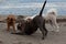 3 playful dogs on the beach 2