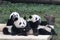 3 Playful Panda Cubs in Chongqing, China