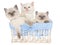 3 Pretty Ragdoll kittens in blue basket