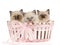 3 Ragdoll kittens in pink gift basket