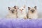 3 Ragdoll kittens sitting on white fake fur