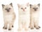 3 Ragdoll kittens on white background