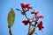 3 Red plumeria or frangipani flower on leafless tree branches