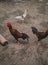 3 roosters waiting to be fed