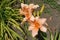 3 salmon colored flowers of Hemerocallis fulva