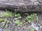 3 small ferns that grow between the fence