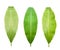 3 small green banana leafs, white background, isolated.