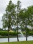 3 trees in the background the Mondego River and water fountain