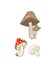 3 Varities of Wild Mushrooms