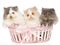 3 very cute Persian kittens in pink basket