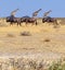3 walking wildebeest and 3 giraffes in an unusual composition