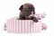 3 weeks old Chocolate brindle colored French Bulldog dog puppy with blue eyes in pink box on white background
