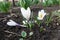 3 white flowers of Crocus vernus