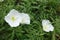 3 white flowers of Oenothera speciosa