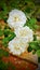 3 white flowers, rainy day, cloudy day, green plant, leaf\\\'s, nature