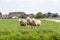 3 white sheeps in a grass pasture