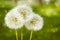 3 wishes. Blowballs dandelions on a green park background. Copyspace