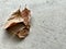 3 withered brown leaves on rough concrete floor. Abstract background. On the left.